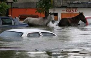 Stranded horses stands amongst submerged cars