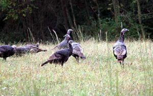 Wild turkey at Redgrave Park