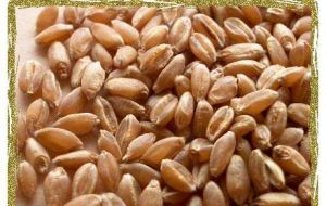 Short suply and growing demand are fuelling wheat prices