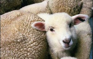 Sheep farmer banned to export lambs and mutton to the EU