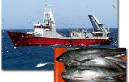 The Argentine fleet is allowed to catch 270,000 tonnes of hake in 2008 (Photo: FIS)