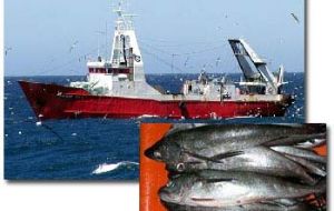The Argentine fleet is allowed to catch 270,000 tonnes of hake in 2008 (Photo: FIS)