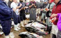 Fish traders take part in the first tuna auction of the year at Tokyo