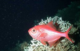 Deep sea species like the Alfonsino are extremely sensitive to intensive fishing