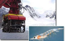 Deep-diving, remotely operated vehicle known as the Isis RoV used to film krill (Photo FIS)