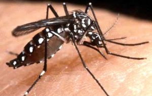 Mosquito Aedes aegypti