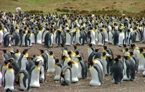 Contrary to reports there are no King penguins in Antarctica