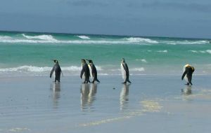 The beautiful white sand beach next to the King Penguin colony