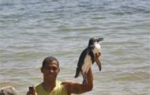A young fellow holds up a penguin at the Porto da Lenha beach in Salvador