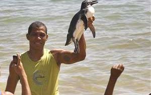 A boy holds up a penguin at in Salvador, northeastern Brazil