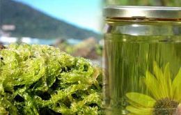 Brazil is eager to fund the development of seaweed-based biodiesel production