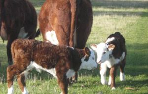 Uruguay cattle breeds in 14 m. hectares of natural pasture