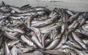 Argentina's hake fishery is again on the limelight because of shady activities and fears of a total collapse