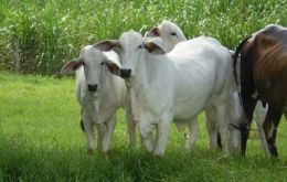 Brazilean Cebu cattle