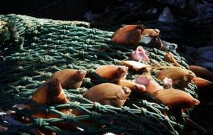 For every kilo of cod caught in the North Sea, another kilo is dumped overboard, dead or alive.