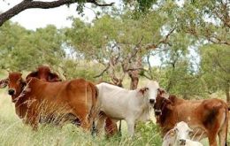 OIE decision boosts Mercosur cattle and beef industry