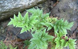 A strong voice to defend the “new Galapagos” bio diversity; Ascension Island’s Pteris fern