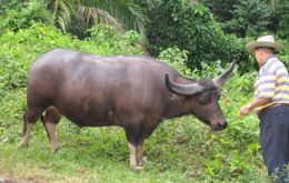 Cuban authorities believed the aggressive buffalo has advantages over common cattle.