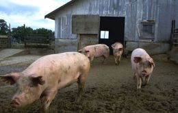 The hogs H3N2 virus has been around for over a decade