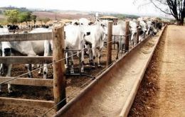 In 2008, Brazilian feed lots managed 1.6 million cattle.