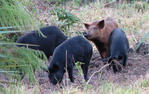 This is the second time the disease had been found in pigs in the Buenos Aires province.
