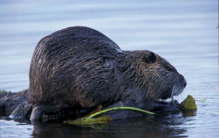 The nutria is much appreciated in South America for its fur and meagre meat.