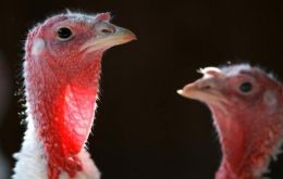 H1N1 flu virus in turkeys poses no immediate threat to human health