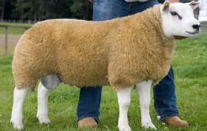 The eight month old lamb outstands for its strong physical attributes