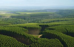 CMPC/Aracruz Cellulose operation includes 212.000 hectares with eucalyptus