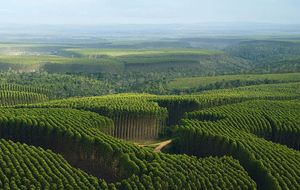 CMPC/Aracruz Cellulose operation includes 212.000 hectares with eucalyptus