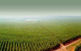 The operation involved 130.000 hectares of land with eucalyptus
