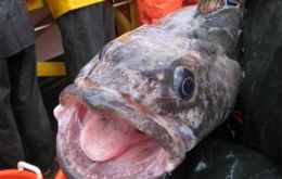 Patagonian toothfish catches experience a slight increase, 14.2%
