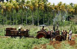 Family farms and cooperatives provide 70% of Cuba’s perishables but the country still imports 80% of food consumed