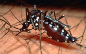 Aedes mosquito bites transmit the dengue virus