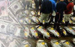 The first winning bluefin tuna bid that took place at Tsukiji fish market was the second highest ever. (Photo: FIS)