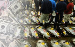 The first winning bluefin tuna bid that took place at Tsukiji fish market was the second highest ever. (Photo: FIS)
