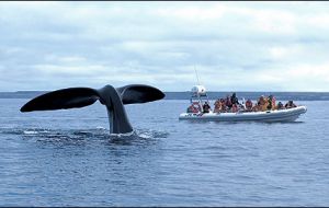 Whale sighting among the options considered by a town of 25.000 that lost 10.000 jobs in two years