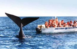 Puerto Madryn is also famous for its marine life and whales’ sightseeing