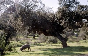 Pigs were fed acorns and roots and the ham cured and salted during three years