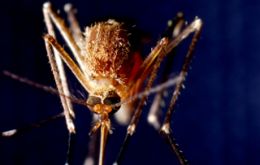 Traps and robots to combat the mosquito transmitted disease