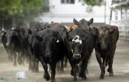 Cattle extraction last year totalled 16 million when the average number is 12 million head