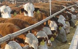 The first feedlot in Cordoba will have a feeding capacity for 22.000 cattle