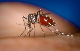The Aedes Aegypti mosquito transmits the tropical disease also known as the “bone-crusher” because of its symptoms 