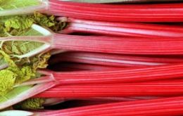 Only twelve growers are left in the Rhubarb Triangle 