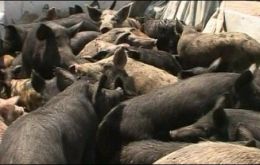 According to the official statement 8.382 pigs were culled 