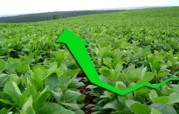 Soy is the chief production, accounting for almost half of the total crop 
