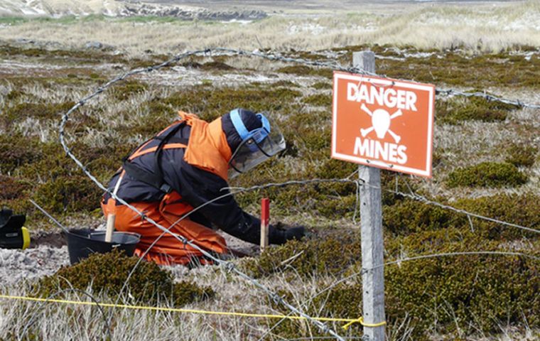                   De-mining expert working in Falklands’ peaty soil in search of minimum metal mines (Photo by Kev Bryant.)
