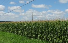 Corn fields benefited from abundant rainfall in summer months 