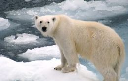 This majestic bear of the North Pole has great chances of ending as a rug or fur