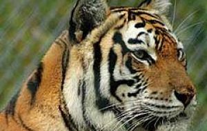 It is estimated that only 3.200 tigers remain in the wild 